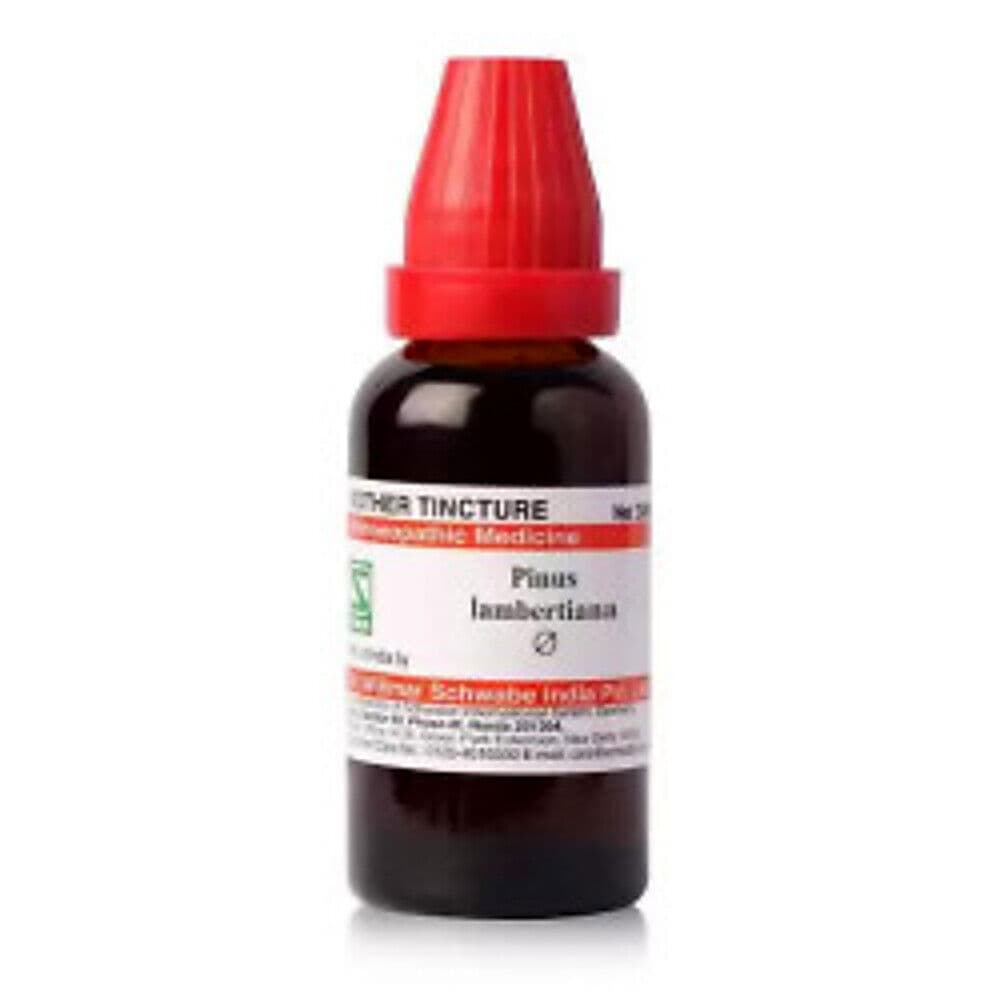Schwabe Pinus Lambertiana Mother Tincture Q