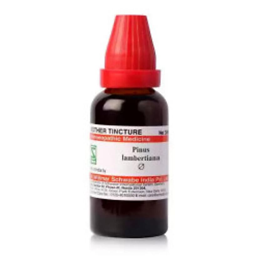 Schwabe Pinus Lambertiana Mother Tincture Q