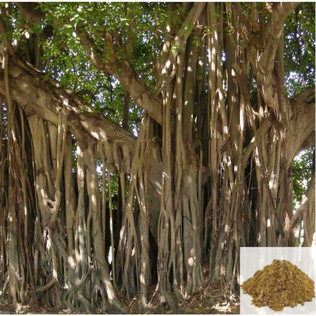 Buy Aalam pattai / Banyan Tree Bark Powder United States of America US @  low price. MyUniqueBasket