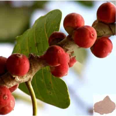 Buy Aalam Pazham / Banyan Fruit Powder