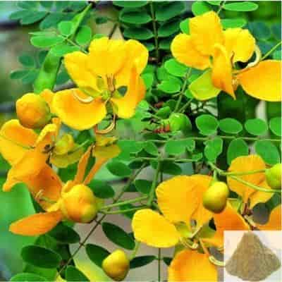 Buy Aavarai / Matura Tea Tree Powder