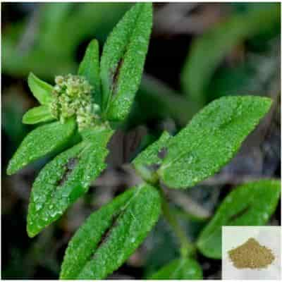 Buy Amman Pacharisi / Snake Weed Powder