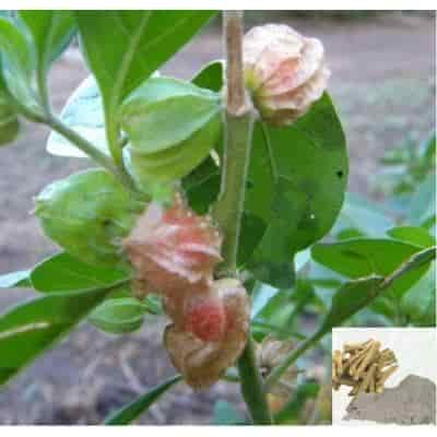 Buy Amukura / Winter Cherry / Indian Ginseng Powder