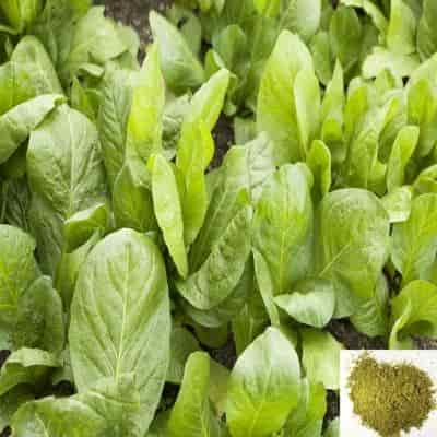 Buy Kasinikeerai / Chicory Leaves Powder