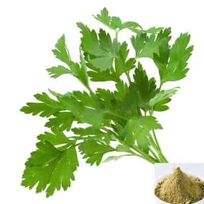 Buy kothamalli / Coriander Leaves Powder