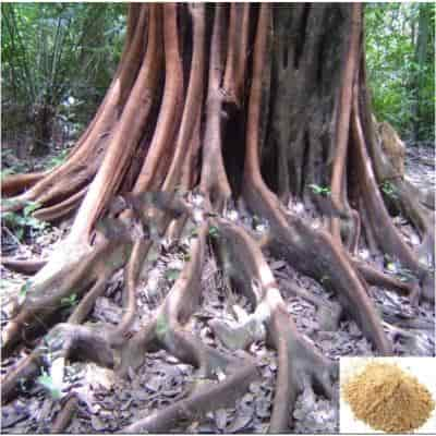 Buy Magali Kilangu / Swallow Root Powder