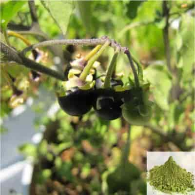 Buy Manathakkali / Wonder Berry Powder