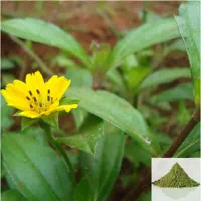 Buy Manjal Karisalanganni / False Daicy Powder Yellow