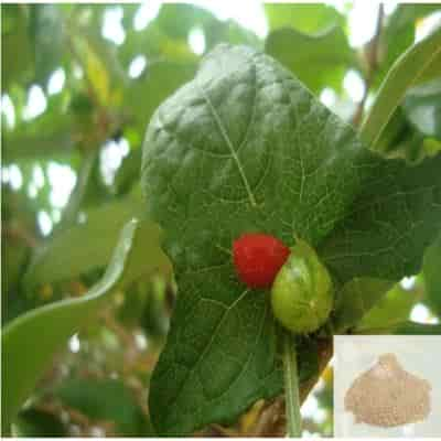 Buy Musumusukai / Madras Pea Pumpkin / Rough Bryony Powder