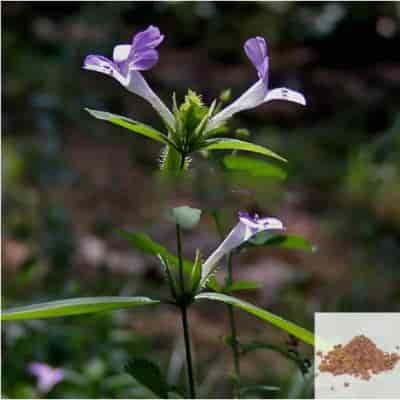 Buy Neermulli Leaf / Long Leaved Barleria Powder