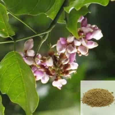 Buy Punga Poo / Punga Oil Tree Flower Powder