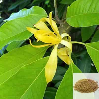 Buy Senbaga Poo / Champak flower Powder