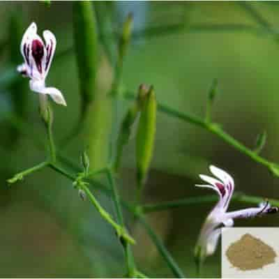 Buy Siriyanangai / kariyat Powder