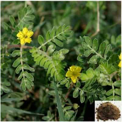 Buy Sirunerinjimul / Puncture Vine Powder