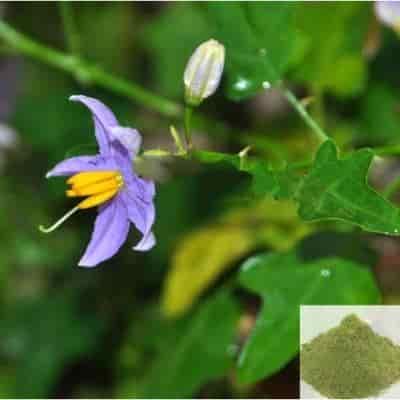 Buy Thoothuvalai / Thai Nightshade Powder