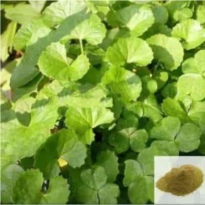 Buy Vallarai / Brahmi Leaves Powder