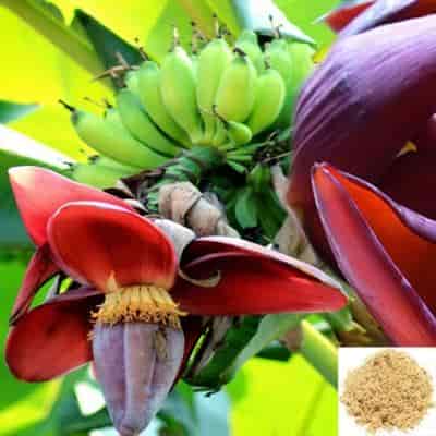 Buy Vazhaipoo / Banana Flower Powder