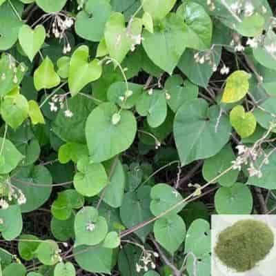 Buy Veliparuthi / Uthamani / Trellis-Vine Powder