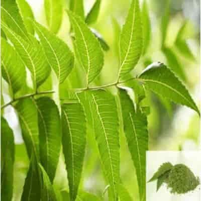 Veppilai / Neem Leaves Powder