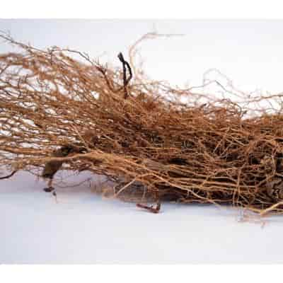 Buy Vetiver / Coleus Vettiveroides Root (Raw)