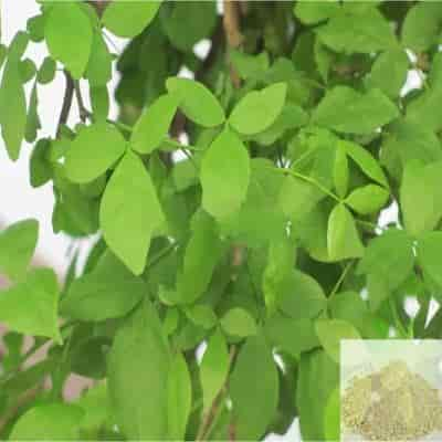 Buy Vilvam ilai / Bael Leaves Powder