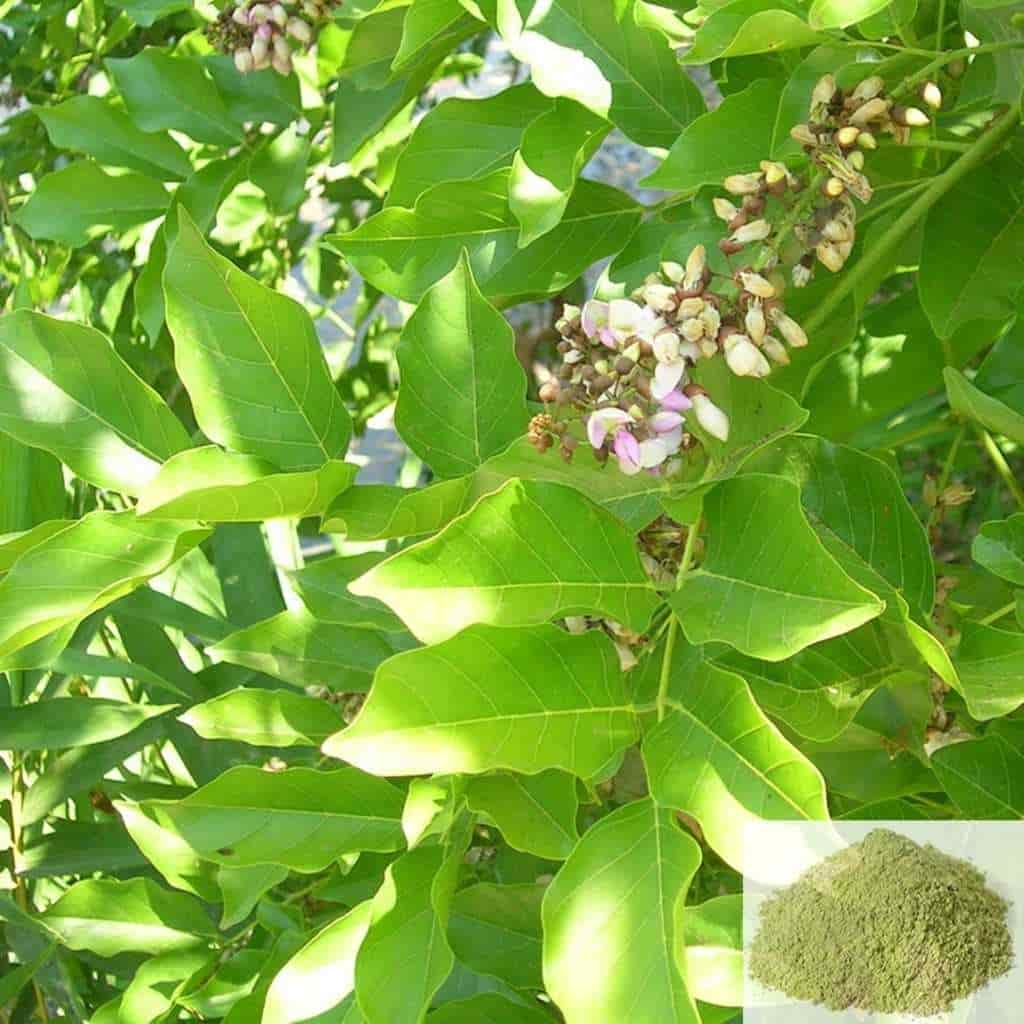 Punga ilai / Punga Oil Tree Leaves Powder