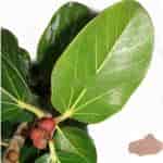 Buy Aalam Ilai / Banyan Leaf Powder