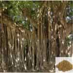 Buy Aalam pattai / Banyan Tree Bark Powder