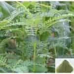 Buy Agathi / Vegetable Hummingbird Powder