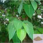 Buy Arasa ilai / Peepal Tree/ Sacred Fig Leaf Powder