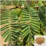 Buy Karingali / Cutch Tree, Heart Wood Tree Powder