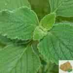 Buy Karpooravalli / Ajwain Leaf Powder