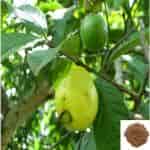 Buy Koyya ilai / Guava Leaves Powder
