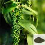 Buy Kuru Milagu / Pepper Powder