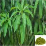 Buy Maa ilai / Mango leaves Powder