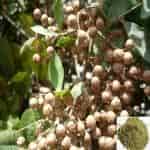 Buy Maruthani Vithai / Henna Seed Powder