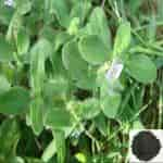 Buy Nathai Choori vithai / Landrina Seed Powder