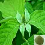 Buy Nayuruvi / Chaff Flower Powder