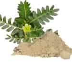 Buy Nerinji / Caltrop / Tackweed / Bindii / Puncture Plant Powder
