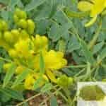 Buy Nilavarai / Senna Leaves Powder