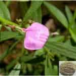 Buy Orithal Thamarai / Greenviolet / Spade Flower Powder