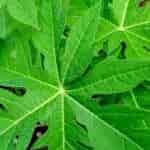 Buy Pappali ilai / Papaya Leaf Powder