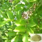 Buy Punga ilai / Punga Oil Tree Leaves Powder