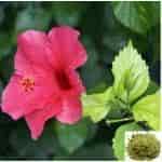 Buy Semparuthi ilai / Hibiscus Leaf Powder