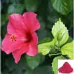 Buy Semparuthi Poo / Hibiscus Flower Powder