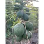 Two Brothers Organic Farm Papaya Seeds Desi Indigenous Native Variety