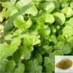 Buy Vallarai / Brahmi Leaves Powder