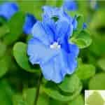 Buy Vishnu Kiranthi / Slender Dwarf Morning Glory Powder